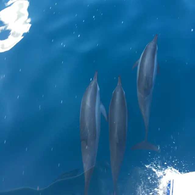 Croisière en Catamaran - Tahiti Tourisme