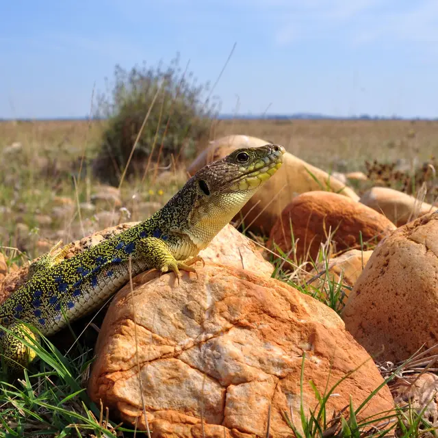 Lézard Ocellé