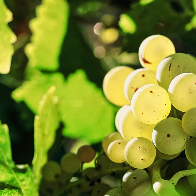Domaine de la Tombarel - Brignoles