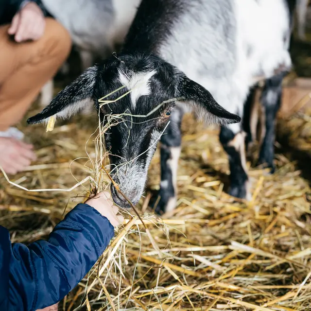 Vivez ma vie à la ferme, l’authenticité le jour, l’insolite la nuit