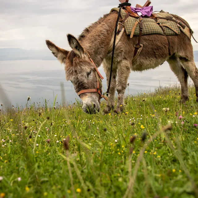 Ferme les Genti'ânes Thollon les Mémises
