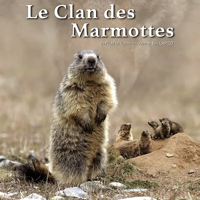 Projection film LE CLAN DES MARMOTTES_Plateau des Petites Roches