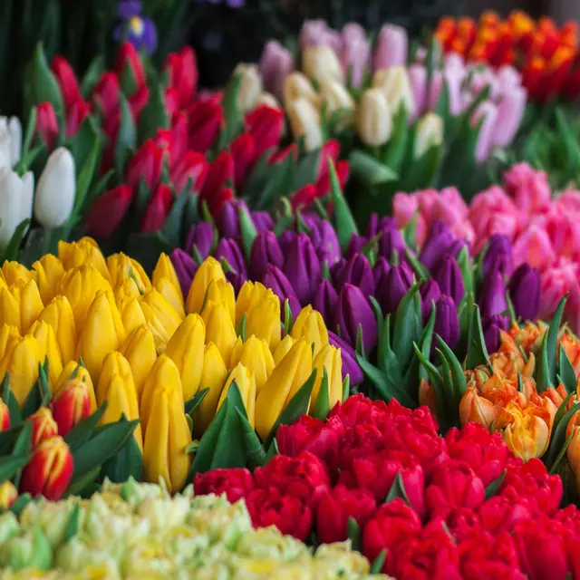 Marché aux fleurs_Sainte-Maxime