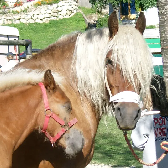 Chevaux contois