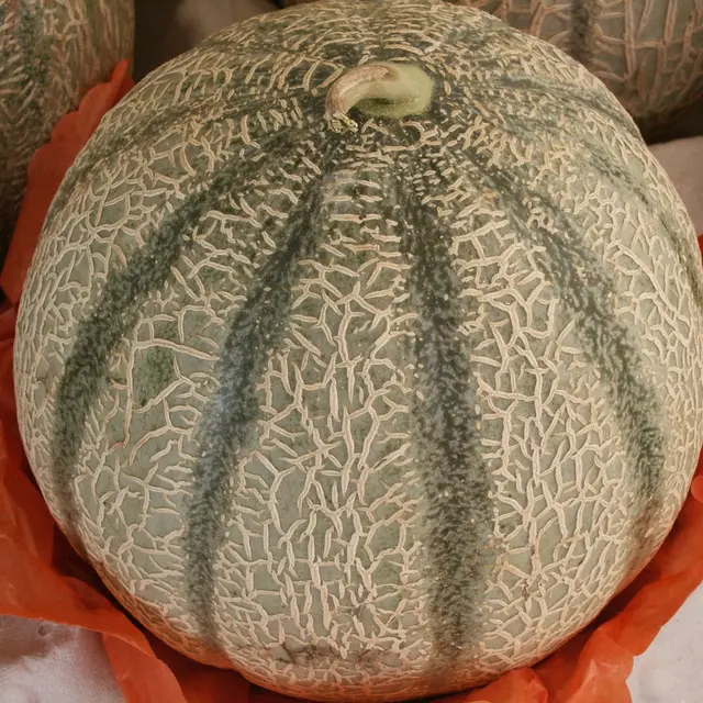 Melon