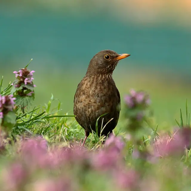 Exposition - Ecoute les oiseaux_Valserhône