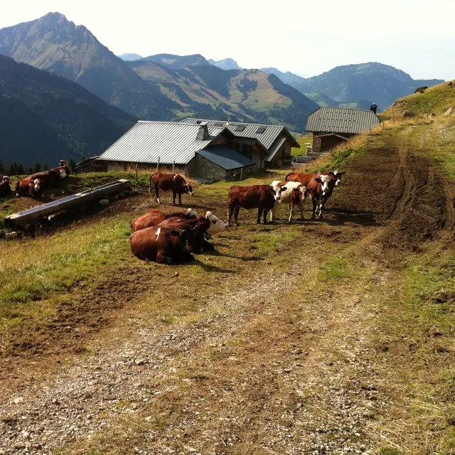 Trail circuit 40 rouge - Boucle des alpages de Charmy l’Adroit_Abondance