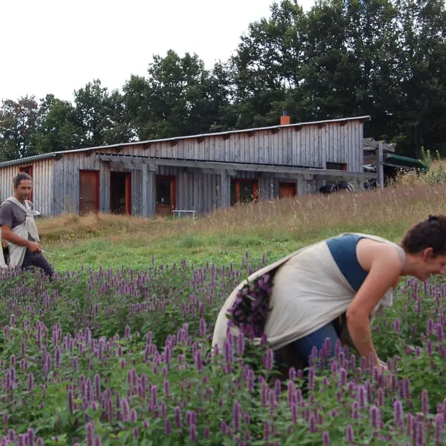 Les Sens en Herbe -Production et distillation de plantes médicinales_Viscomtat