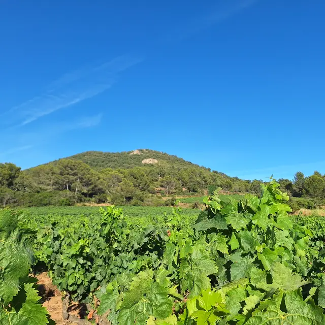 Balade nature et dégustation au Domaine de Favanquet