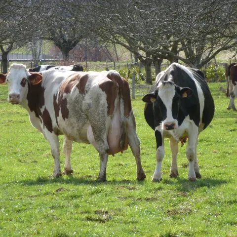 Vaches de la ferme de l'aune