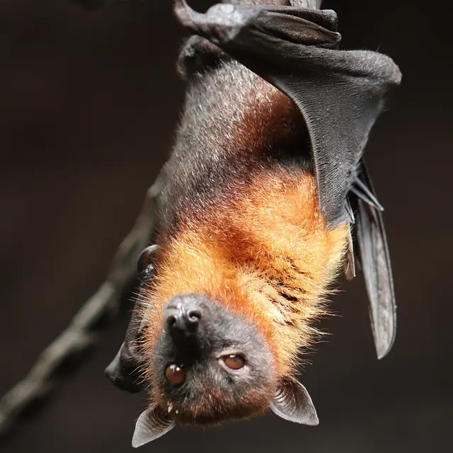 Atelier de fabrication d’un gîte à chauve-souris_Arcon