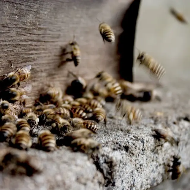 Découverte Apiculture