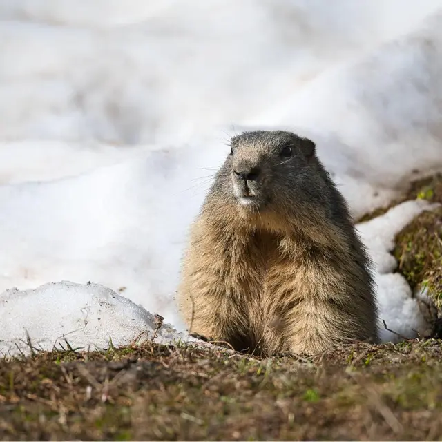 Jeu d'enquête Marmotte, tu dors ?_Les Contamines-Montjoie