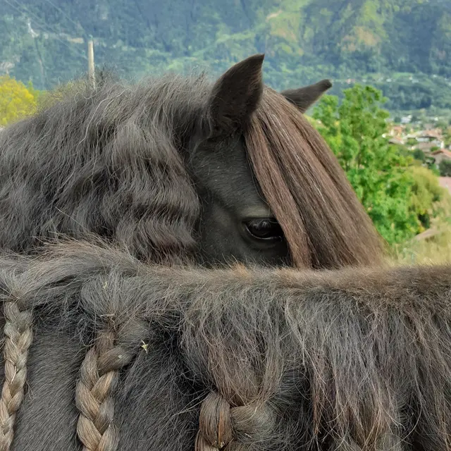 L'Atelier les Chuchoteurs en Herbe - promenade à poneys_Les Carroz-d'Arâches
