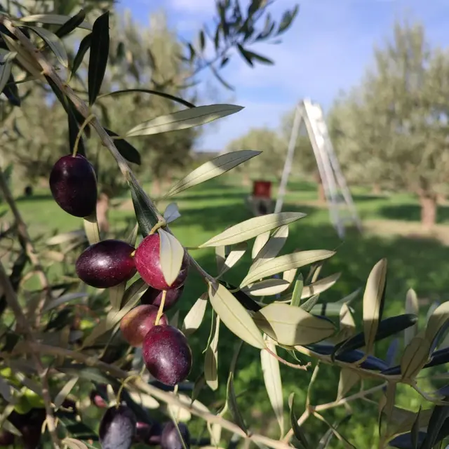 Huile d'olive 
