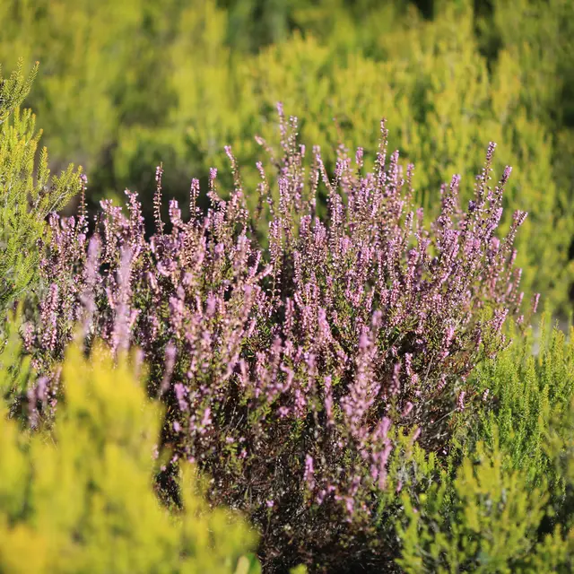 végétation colline