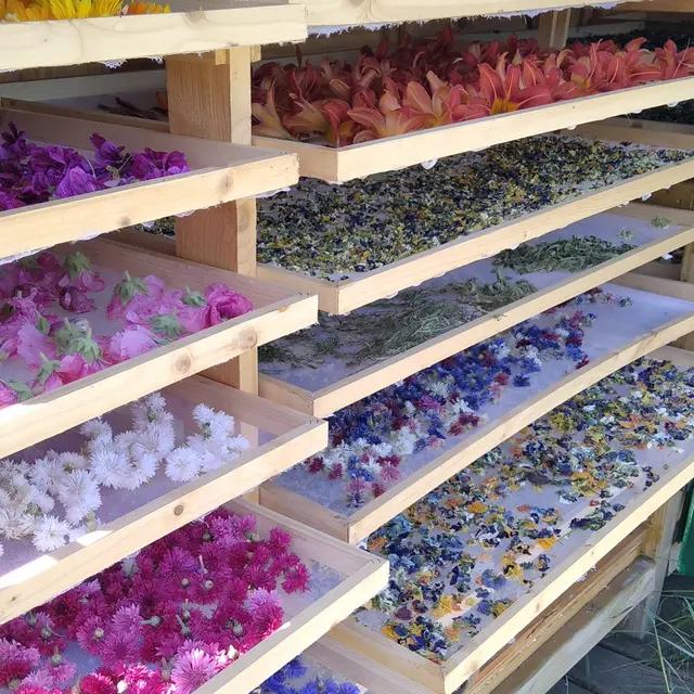 Fleurs au séchoir