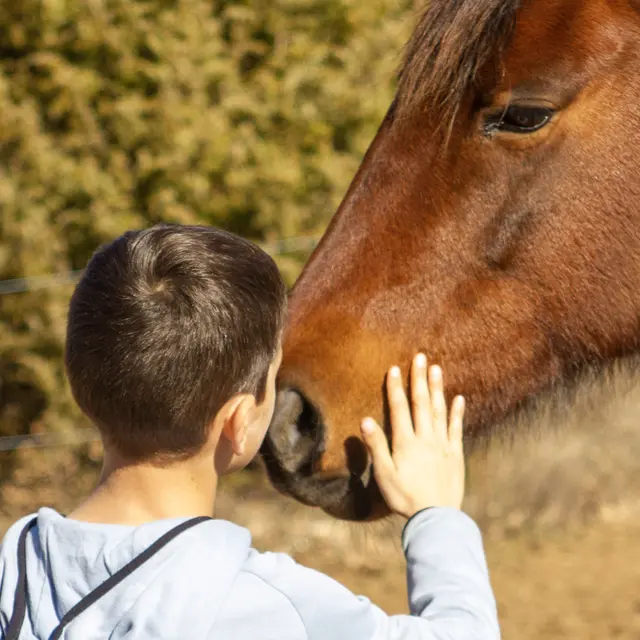 Mediation animale equicoaching