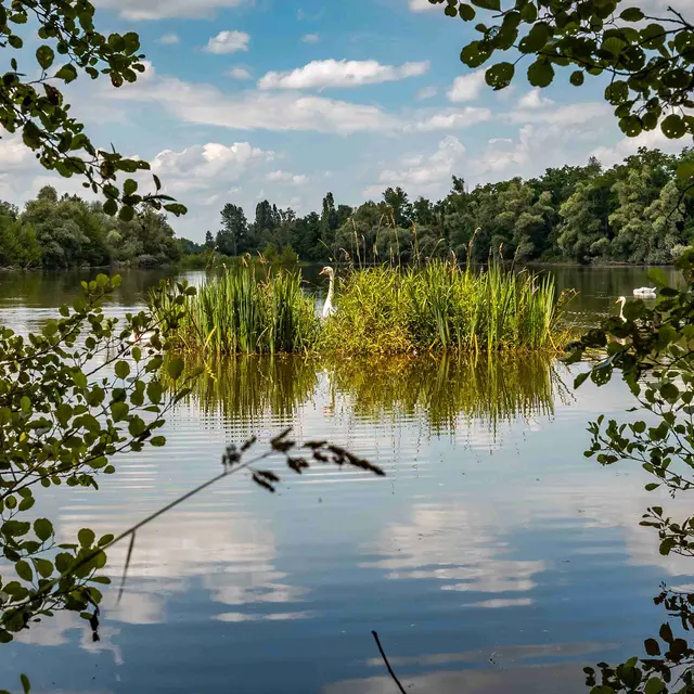 Gravière aux Oiseaux - « Ornithologues en herbe »_Mably
