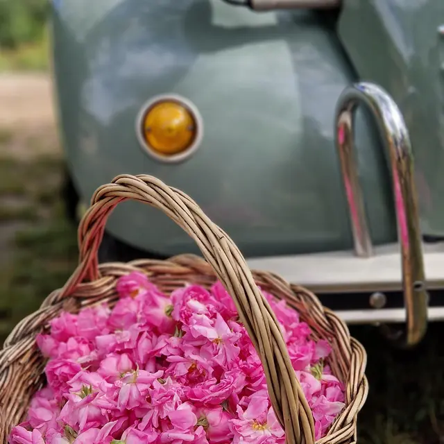 Partez sur la route des fleurs à parfum avec Mademoiselle Riviera - Grasse_Grasse