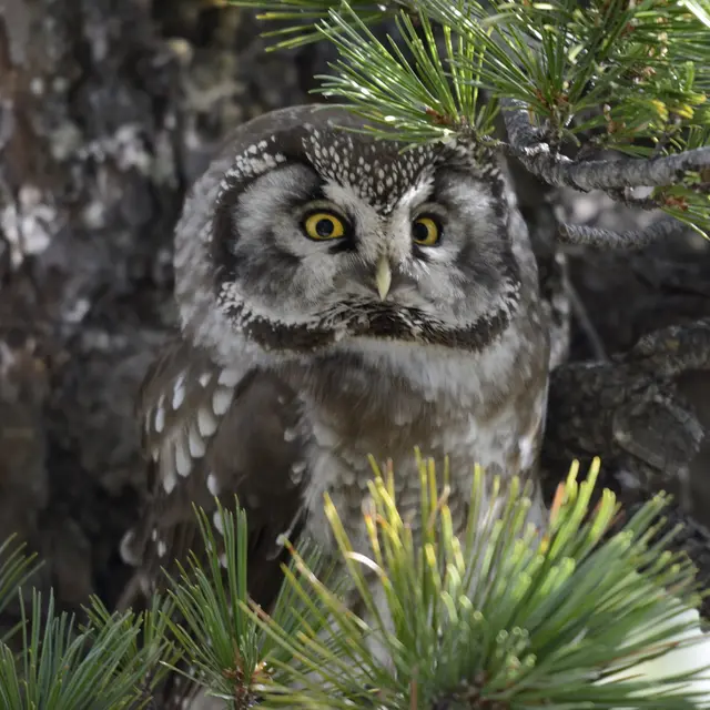 Voyage au coeur de la biodiversité nocturne_Guillaumes