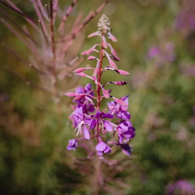 Flore de Val d'Isère en été