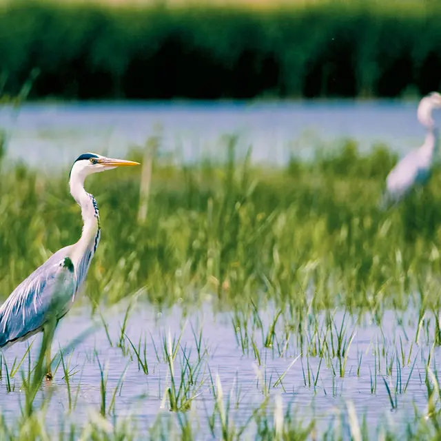 Séjour : Les essentiels de la Bresse et de la Dombes (2 jours / 1 nuit)_Saint-Étienne-du-Bois