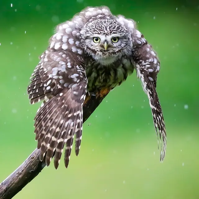 Picture For Nature_Cusset