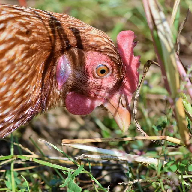 poules
