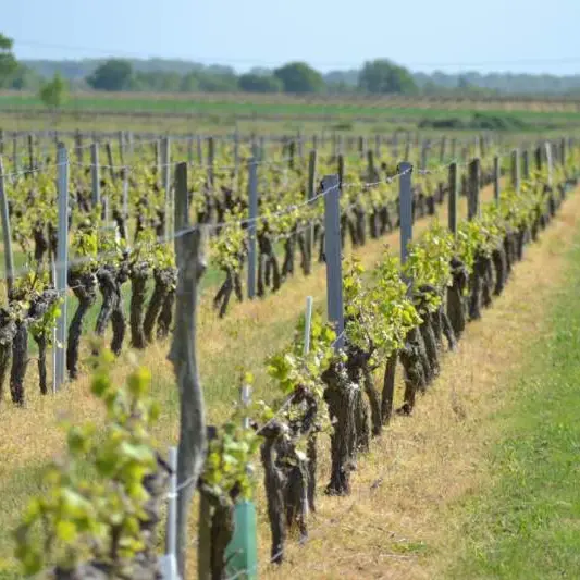Domaine de la Belle Etoile
