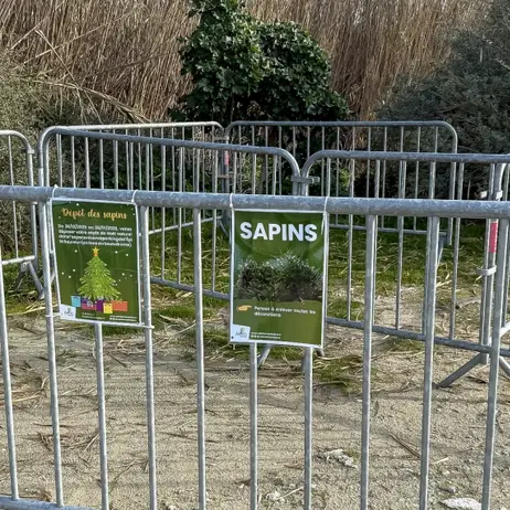 Donnez une seconde vie à votre sapin de Noël_Sainte-Marie-de-Ré