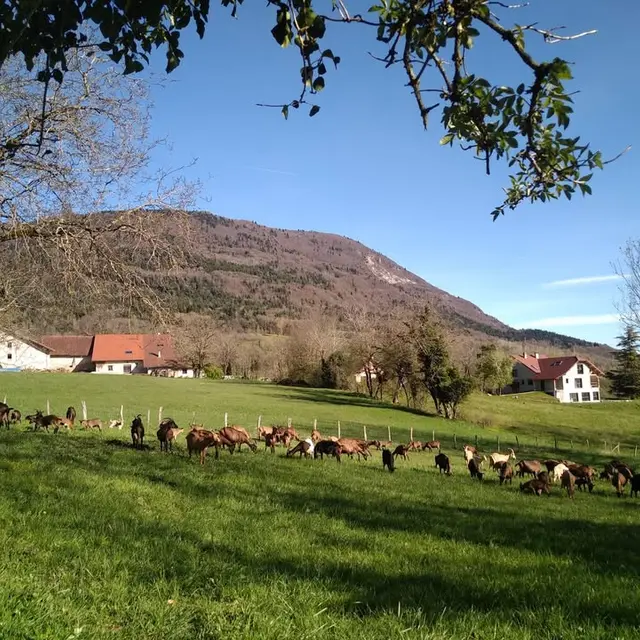 Les Pieds dans le Local®, spécial producteurs ! Visite d'exploitation : Les Chèvres d'Arvière_Arvière-en-Valromey