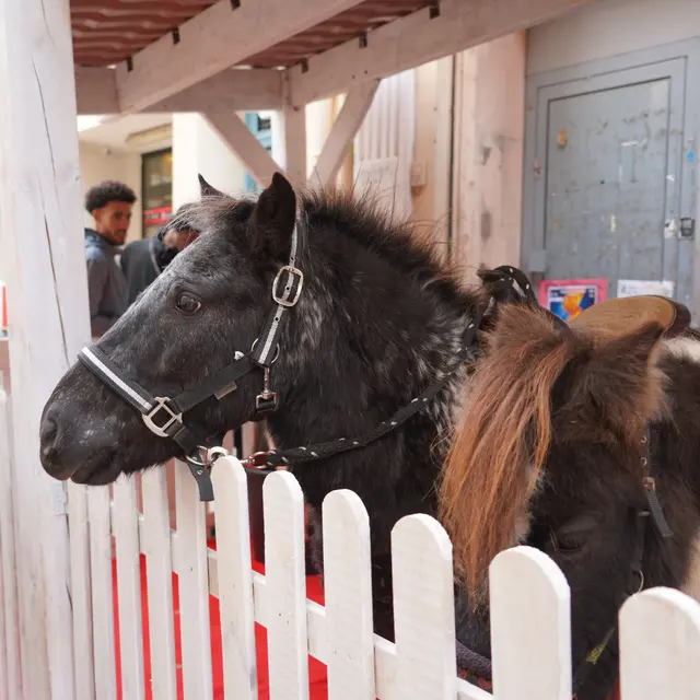 Balades à poneys_Fréjus
