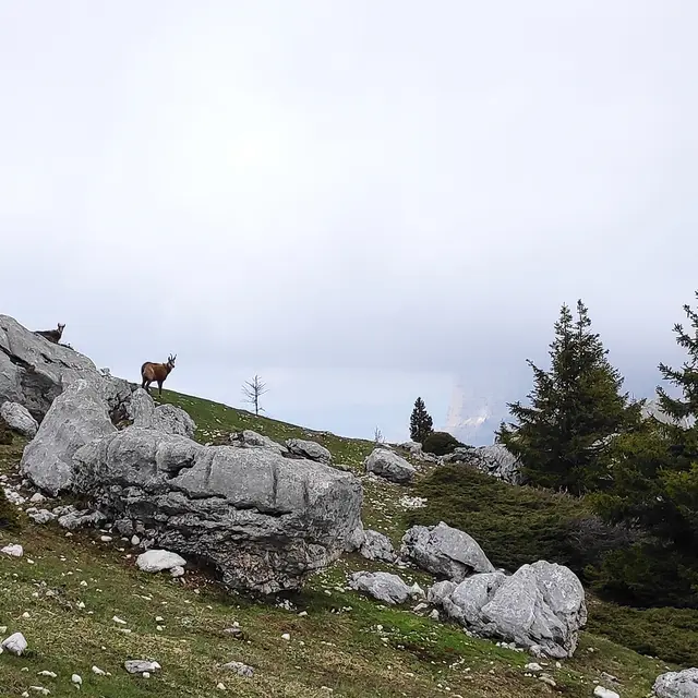 Randonnée famille : mais qui est passé par-là ? - 1/2 journée_Entremont-le-Vieux