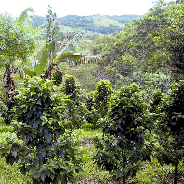DOMAINE IDA-MARC_Farino