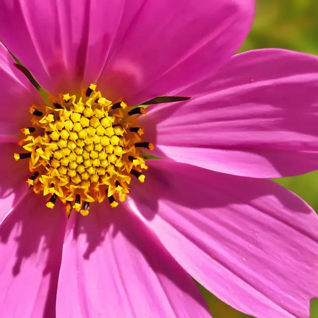 Exposition : Faune et Flore roquebrunoises_Roquebrune-sur-Argens