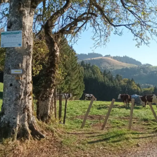 Randonnée Les Granges Vigny_Habère-Poche