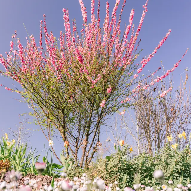 Rives-du-Loir-en-Anjou