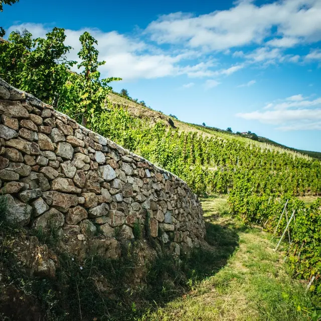 Domaine Pierre-Jean Villa_Chavanay