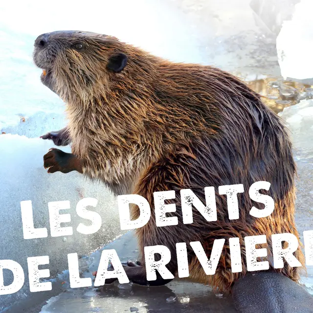 Les dents de la rivière_Morillon