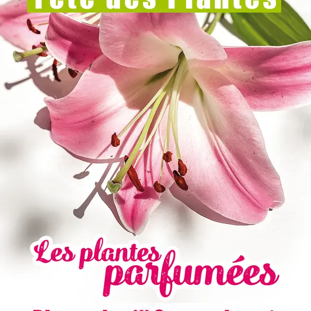 LYS