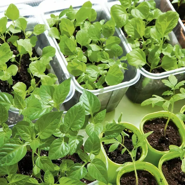 Troc aux plantes