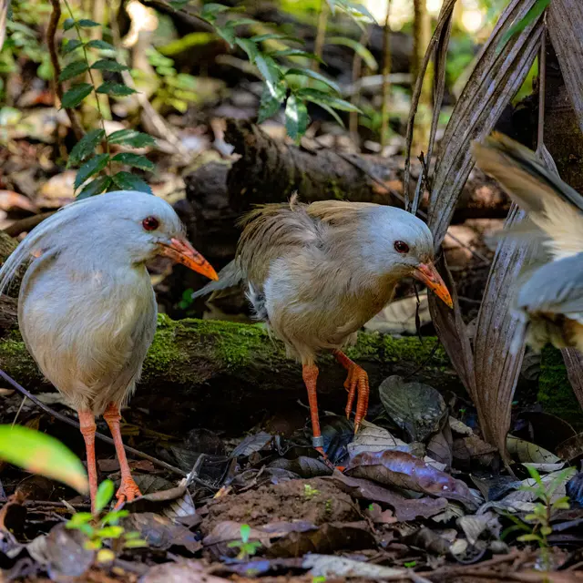 Tour guidé au Parc Provincial de la Rivière Bleue - ETIC NC_Yaté