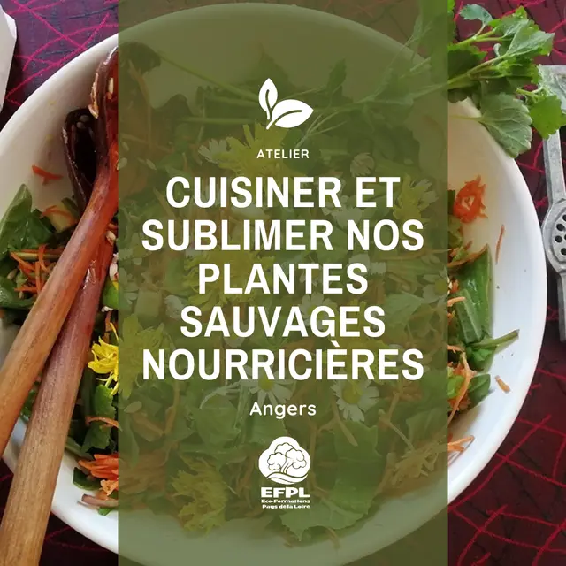Plantes sauvages nourricieres