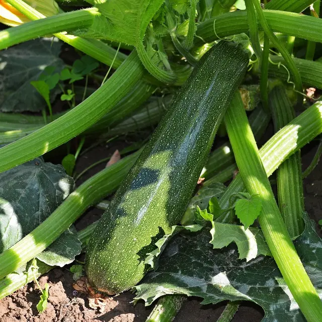 Les Jardins de Léa