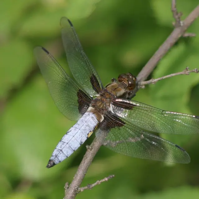 Animation nature: Libéllules et compagnie_Grilly