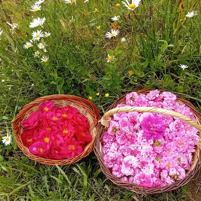 Visite Ferme Rosier et plantes médicinales