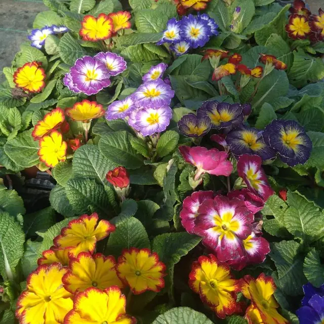 Portes ouvertes au Potager de la Musiquette_Beaumont-de-Lomagne