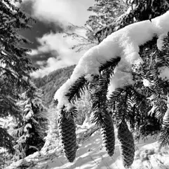 Balade découverte de la nature_Morzine