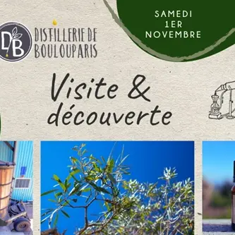 Plongez au Cœur de l'Or Vert Calédonien : le Niaouli !_Boulouparis